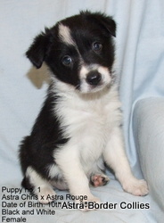 Black and white Female, rough coat, border collie puppy
